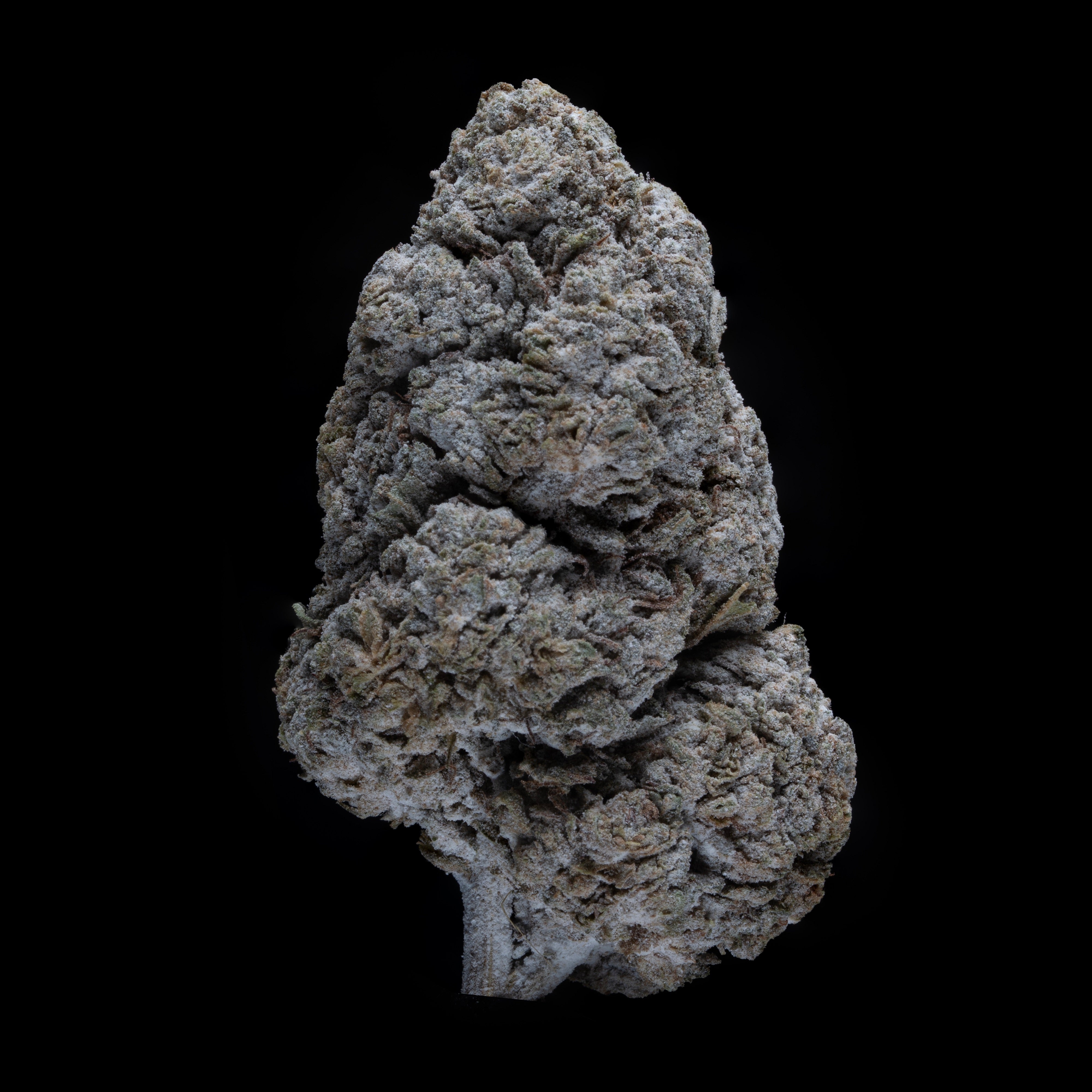 THCA Flower | 'Orangecello 25' | Coated