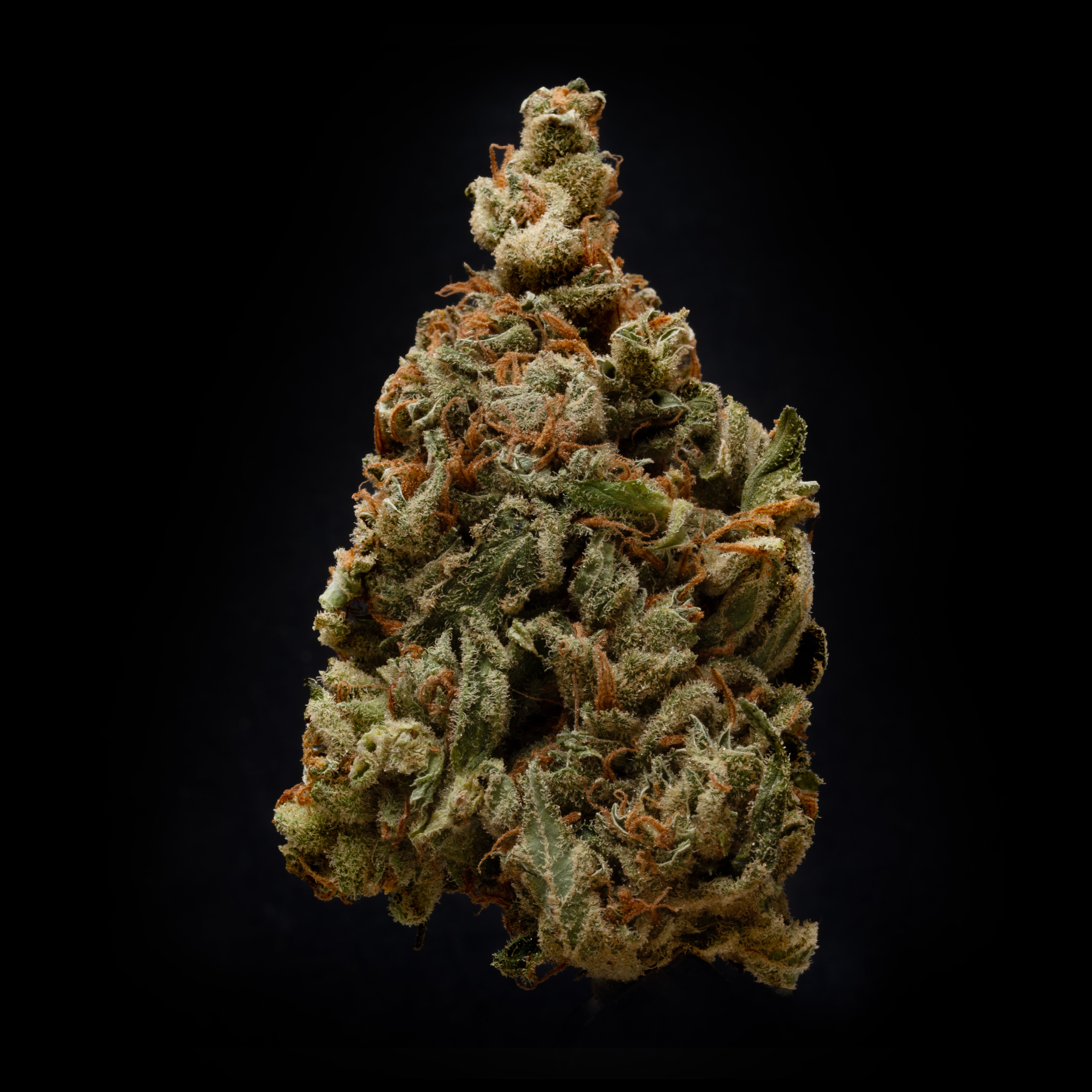 Flower | 'Golden Goat 29' | THCA | 100g Sample (Copy)