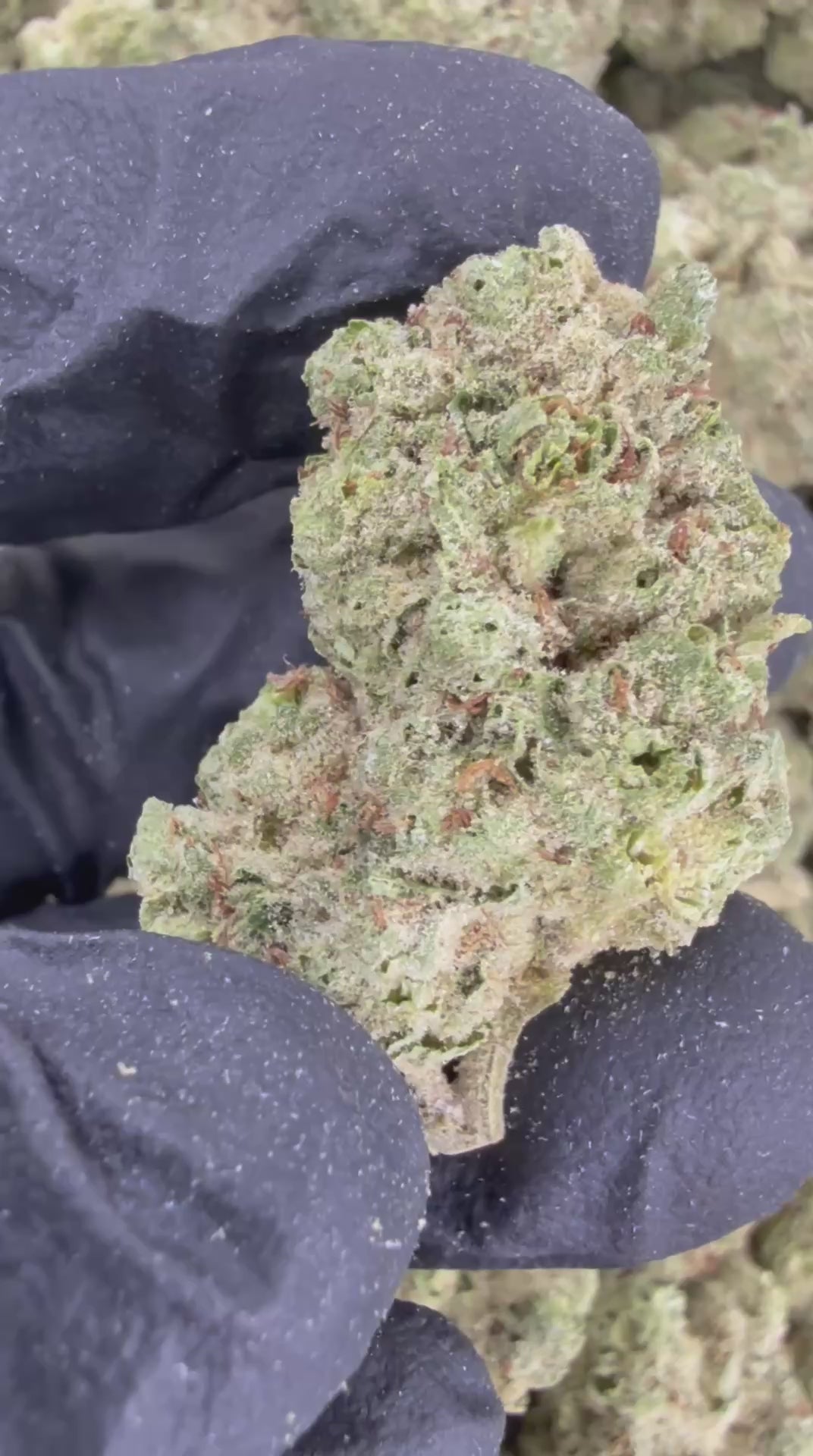 Load video: Flower | 'Gorilla Glue 28.5' | THCA | 100g Sample